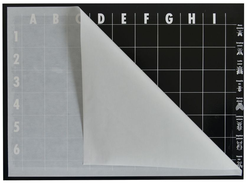 Klebefolien für finicon FLAT GLUE